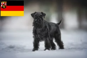 Read more about the article Schnauzer breeders and puppies in Rhineland-Palatinate