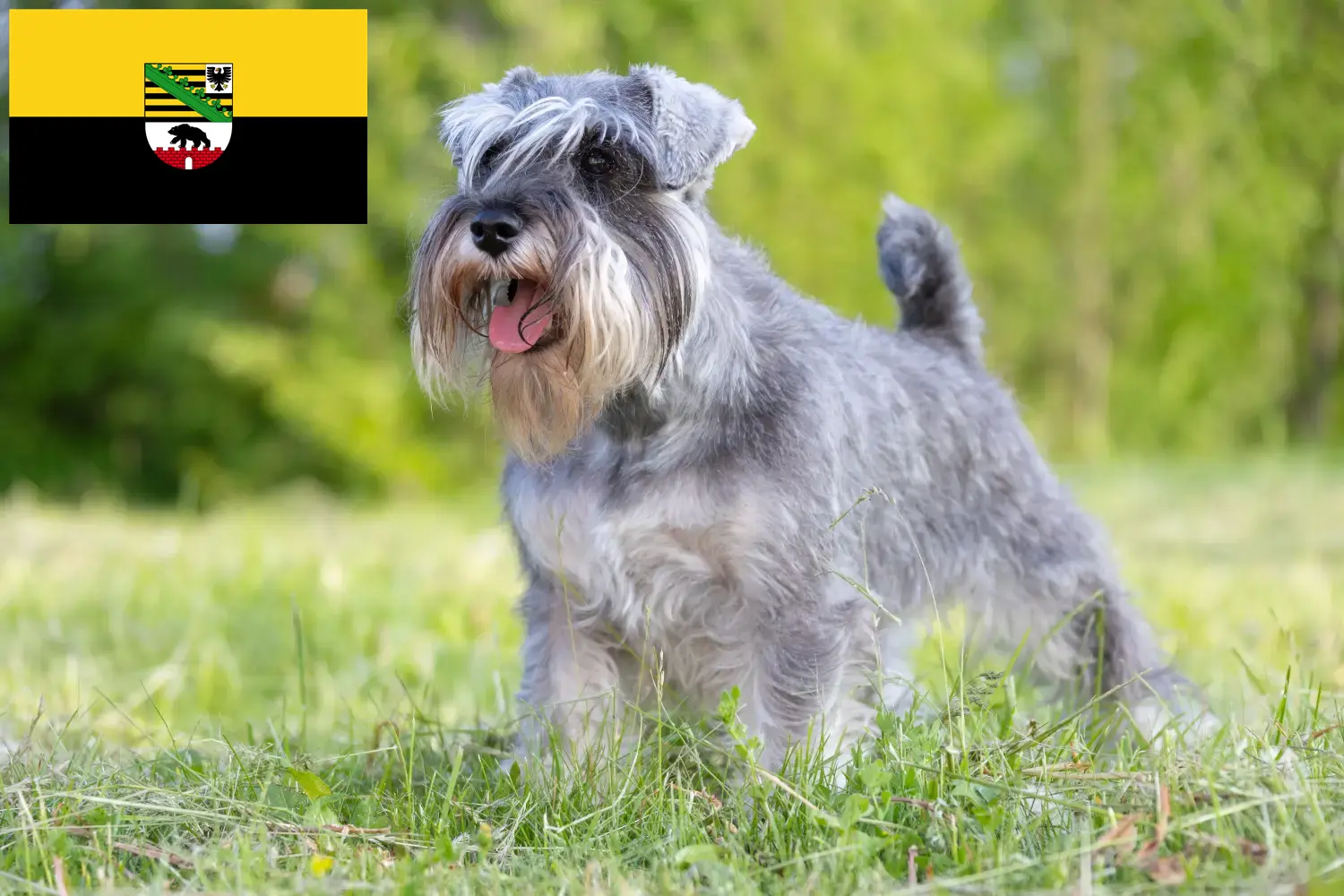 Read more about the article Schnauzer breeders and puppies in Saxony-Anhalt