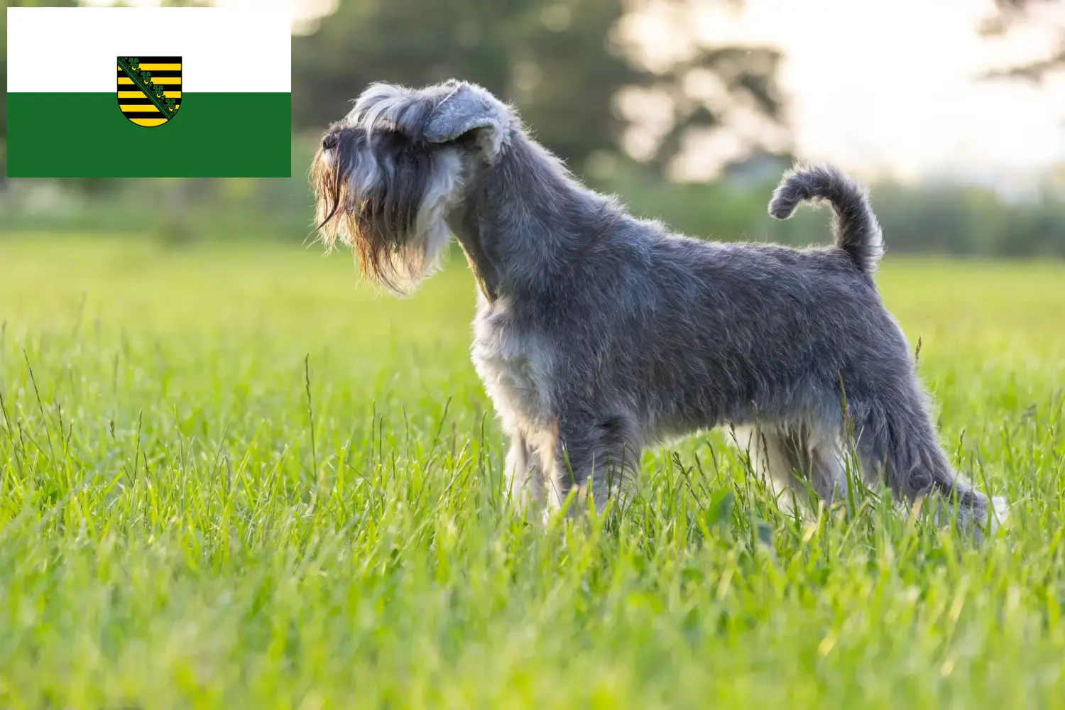 Read more about the article Schnauzer breeders and puppies in Saxony