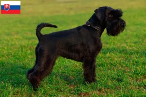 Read more about the article Schnauzer breeders and puppies in Slovakia