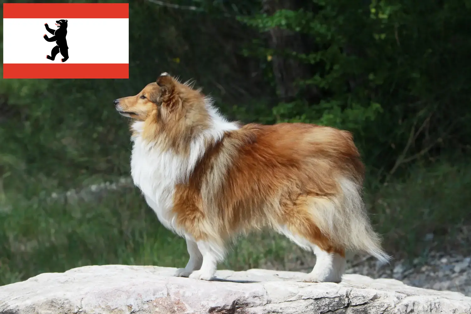 Read more about the article Sheltie breeders and puppies in Berlin