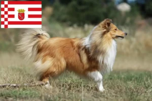 Read more about the article Sheltie breeders and puppies in Bremen