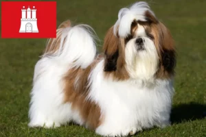 Read more about the article Shih Tzu breeders and puppies in Hamburg