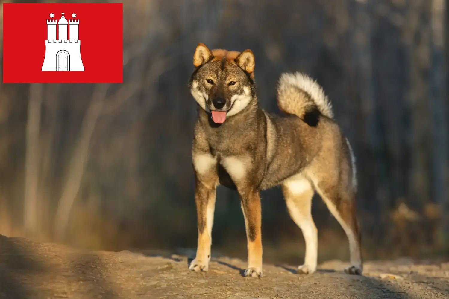 Read more about the article Shikoku breeders and puppies in Hamburg