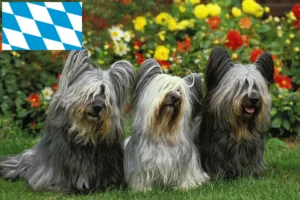 Read more about the article Skye Terrier breeders and puppies in Bavaria