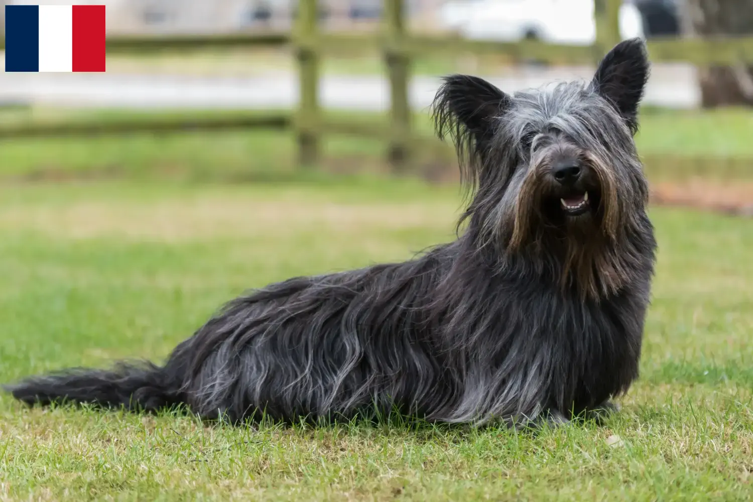 Read more about the article Skye Terrier breeders and puppies in France