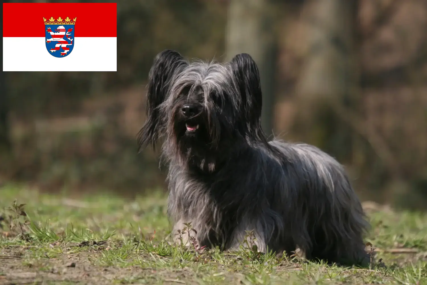 Read more about the article Skye Terrier breeders and puppies in Hessen