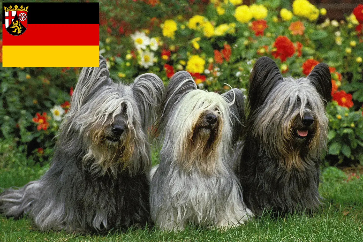 Read more about the article Skye Terrier breeders and puppies in Rhineland-Palatinate