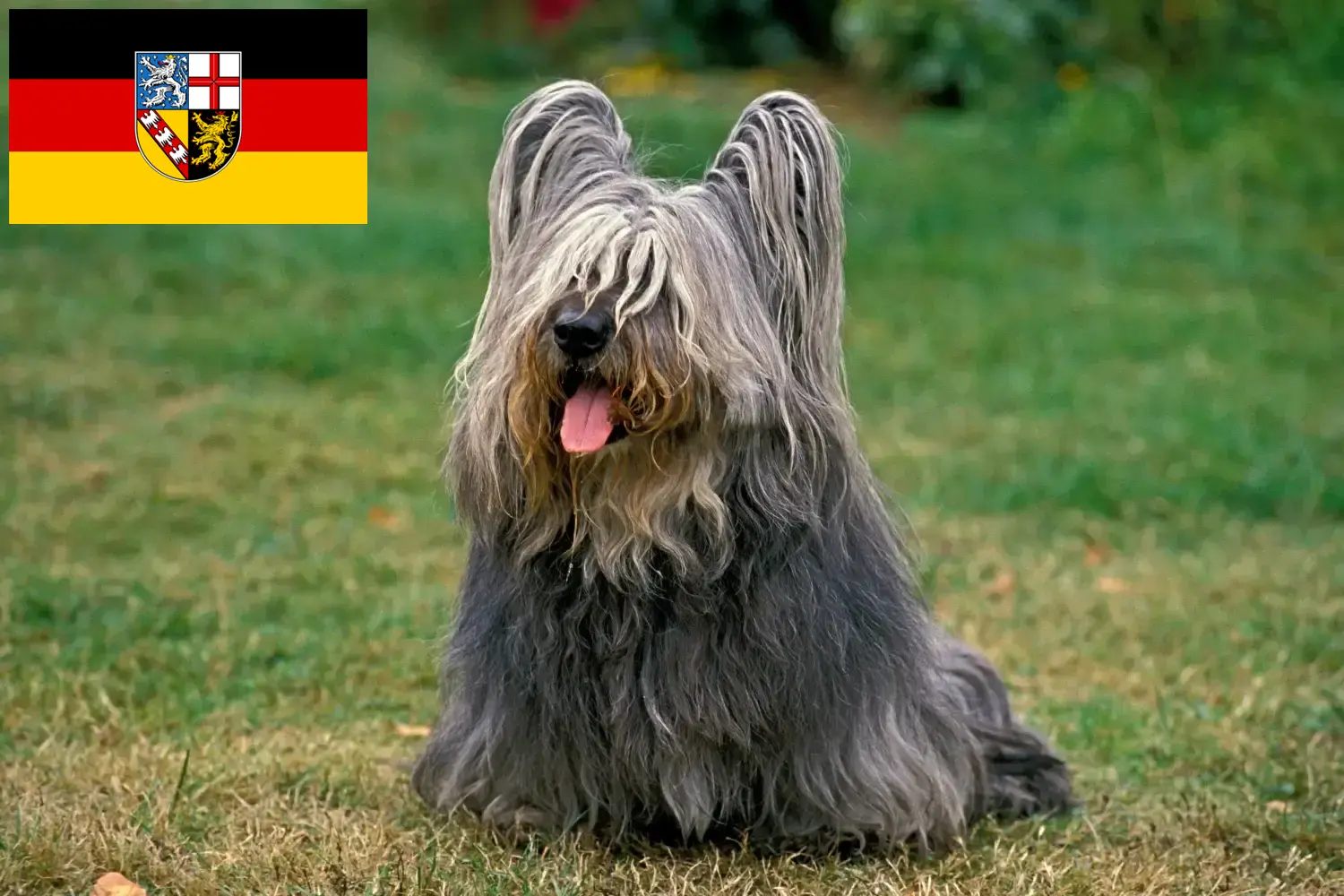 Read more about the article Skye Terrier breeders and puppies in Saarland