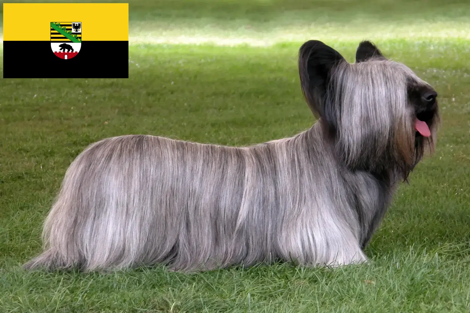 Read more about the article Skye Terrier breeders and puppies in Saxony-Anhalt