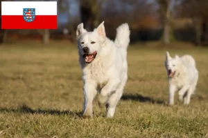 Read more about the article Slovensky Cuvac breeders and puppies in Thuringia