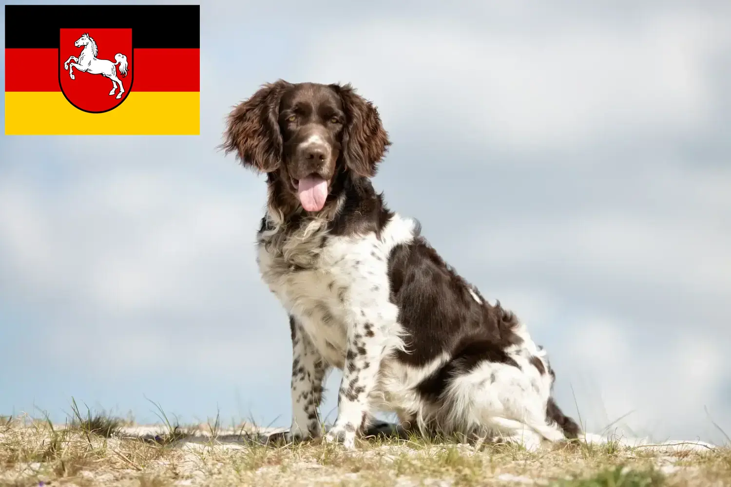 Read more about the article Small Münsterländer breeder and puppies in Lower Saxony