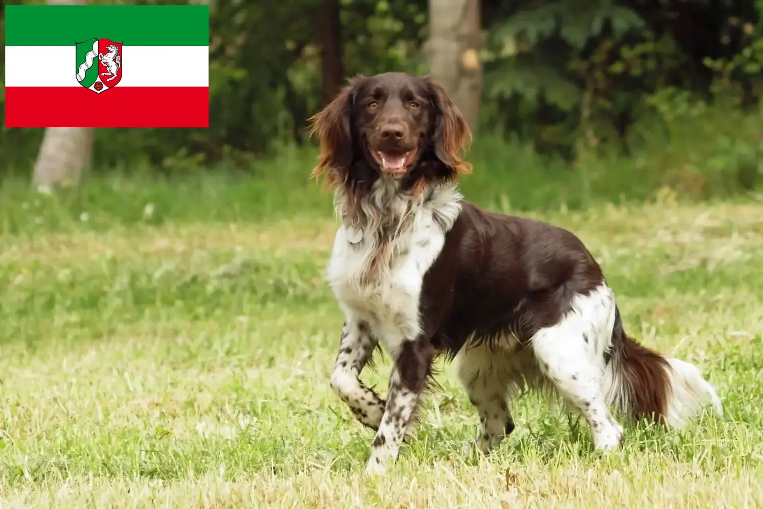 Read more about the article Small Münsterländer breeder and puppies in North Rhine-Westphalia