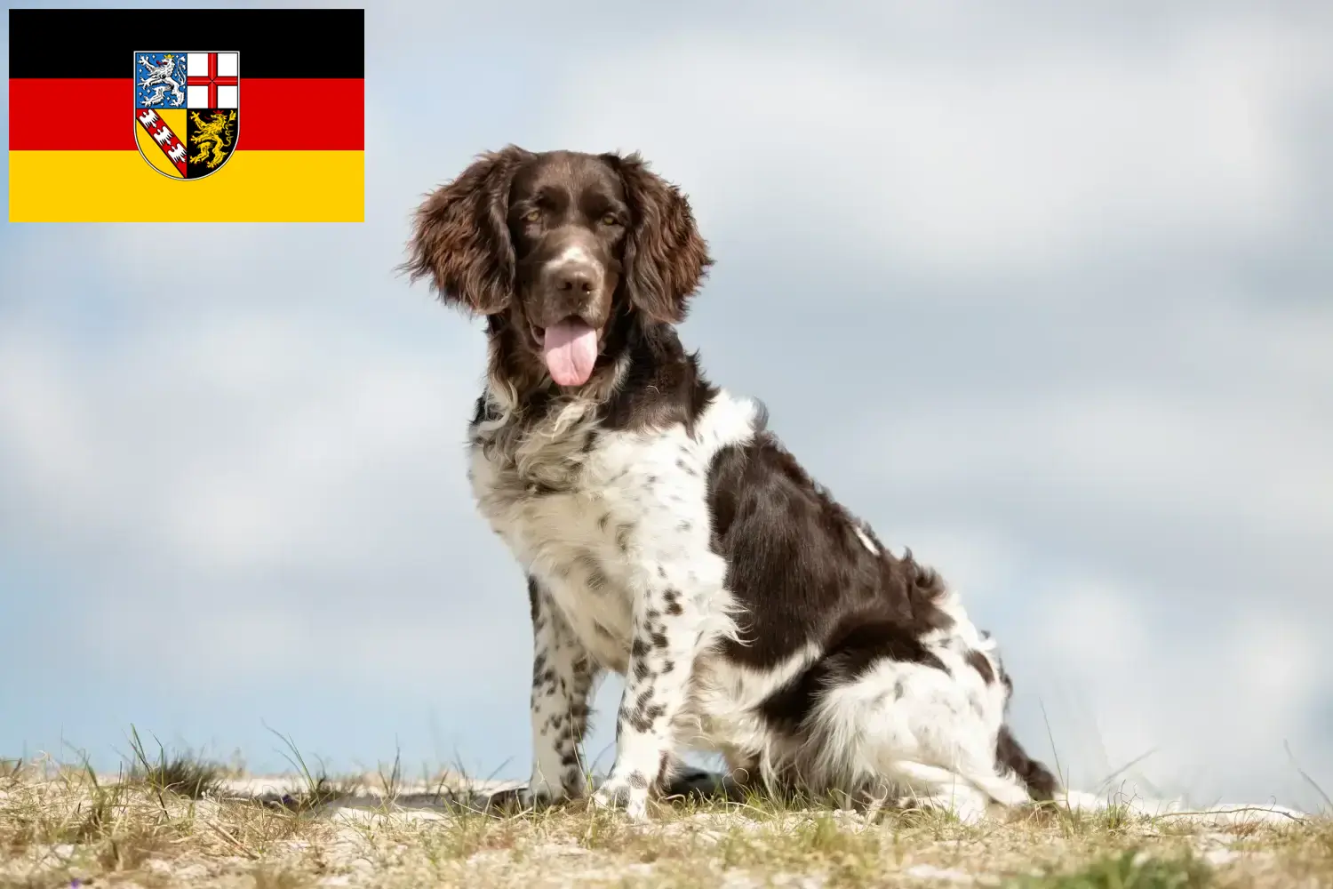 Read more about the article Small Münsterländer breeder and puppies in Saarland