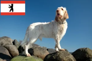 Read more about the article Spinone Italiano breeders and puppies in Berlin