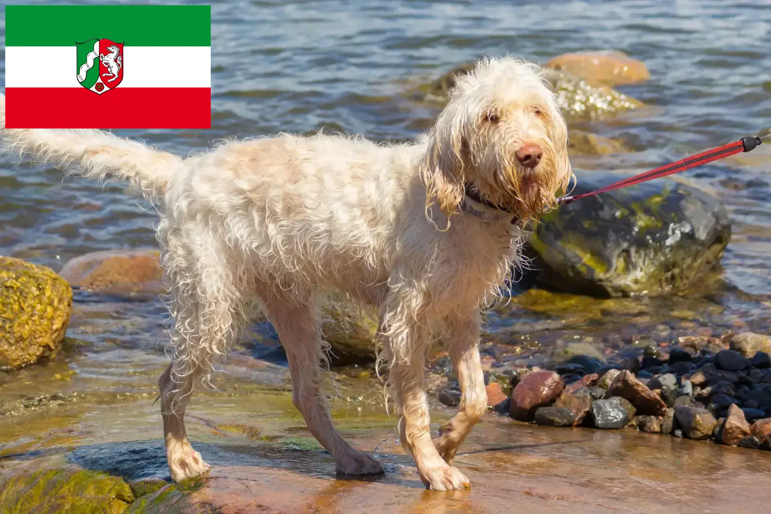 Read more about the article Spinone Italiano breeders and puppies in North Rhine-Westphalia