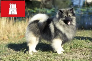 Read more about the article Spitz breeders and puppies in Hamburg