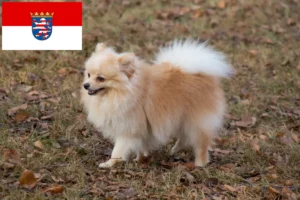 Read more about the article Spitz breeders and puppies in Hessen