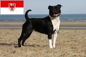 Read more about the article Staffordshire Bull Terrier breeders and puppies in Brandenburg