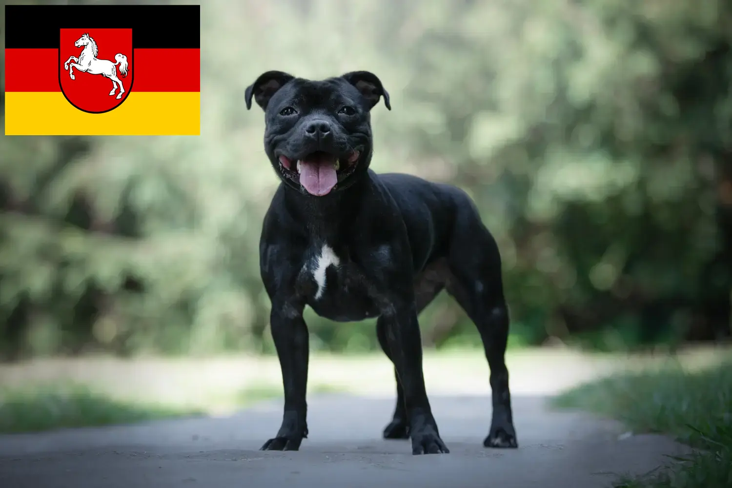 Read more about the article Staffordshire Bull Terrier breeders and puppies in Lower Saxony