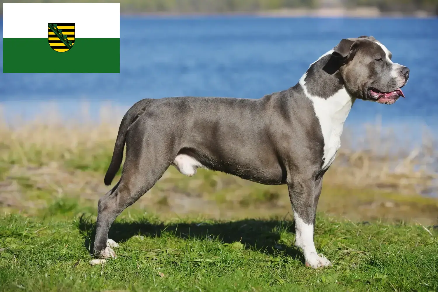 Read more about the article Staffordshire Bull Terrier breeders and puppies in Saxony