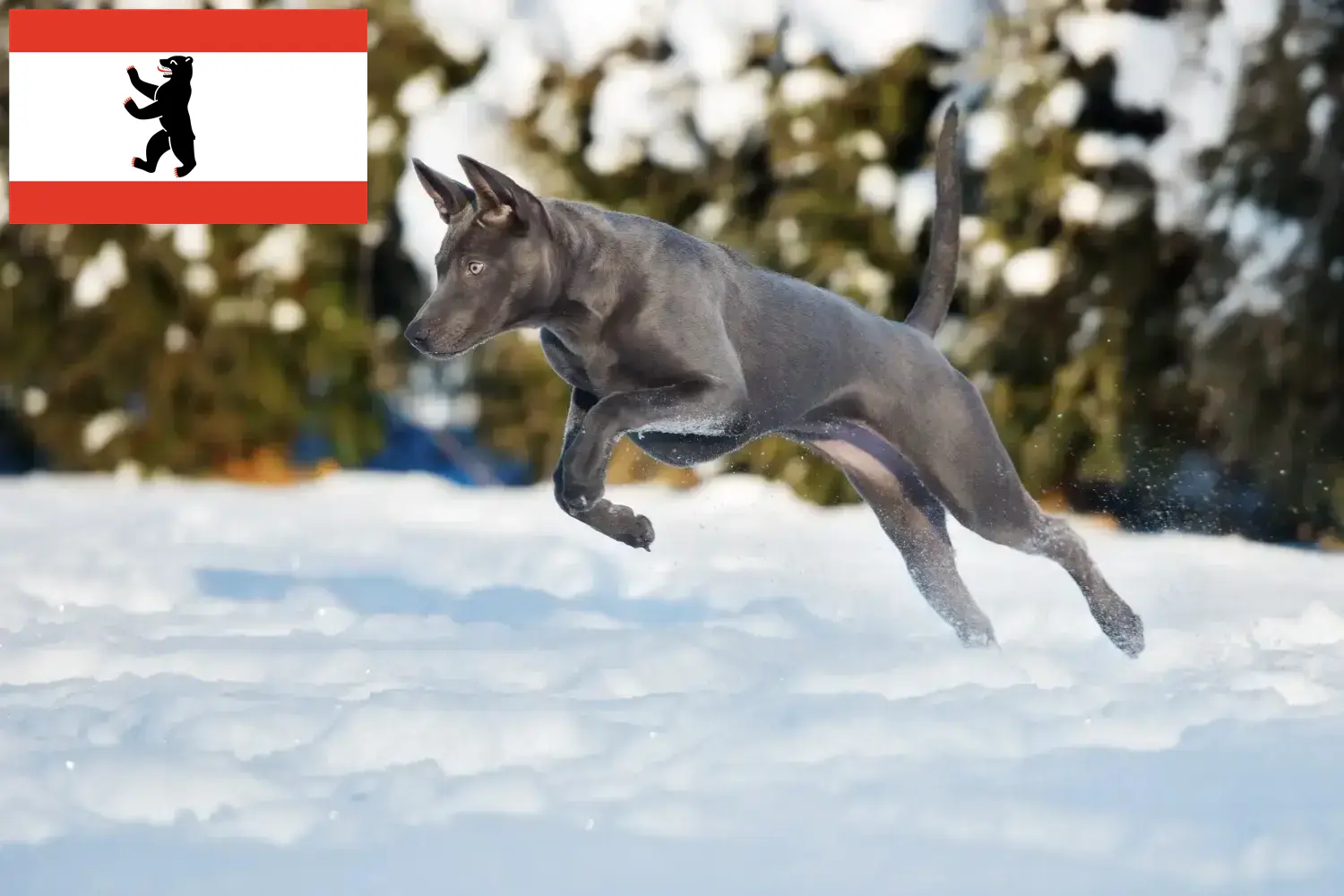 Read more about the article Thai Ridgeback breeder and puppies in Berlin