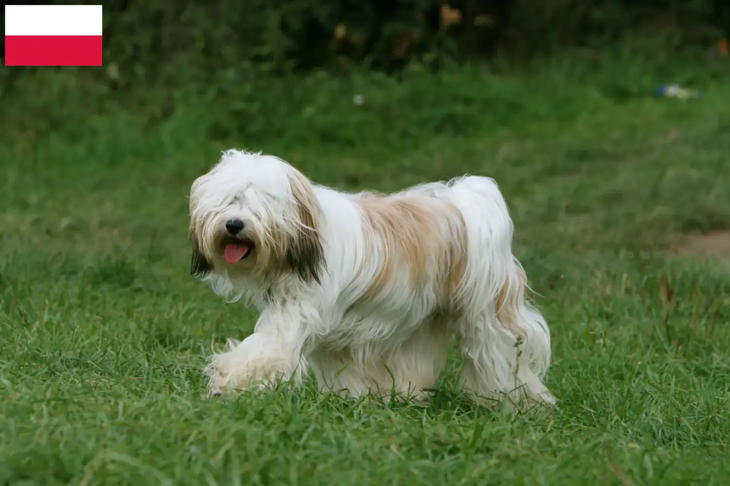 Read more about the article Tibetan Terrier breeders and puppies in Poland