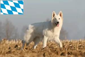 Read more about the article White Swiss Shepherd breeders and puppies in Bavaria