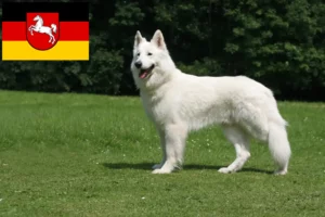 Read more about the article White Swiss Shepherd Dog Breeder and Puppies in Lower Saxony