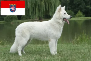 Read more about the article White Swiss Shepherd Dog Breeder and Puppies in Hesse