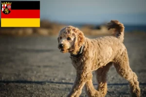 Read more about the article Goldendoodle breeders and puppies in Rhineland-Palatinate